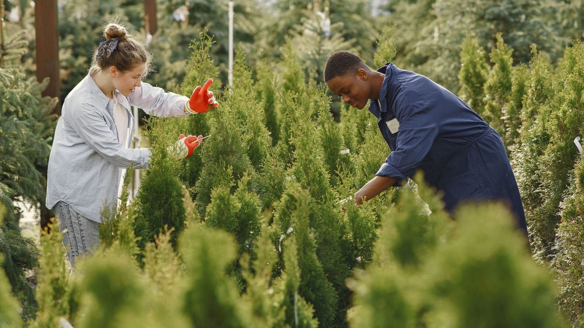 GreenLine crew shaping shrubs on a job site