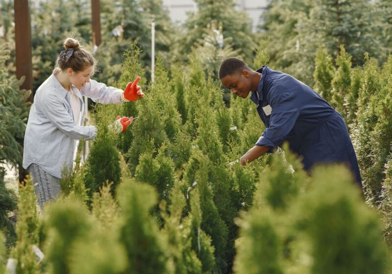 GreenLine crew shaping shrubs on a job site