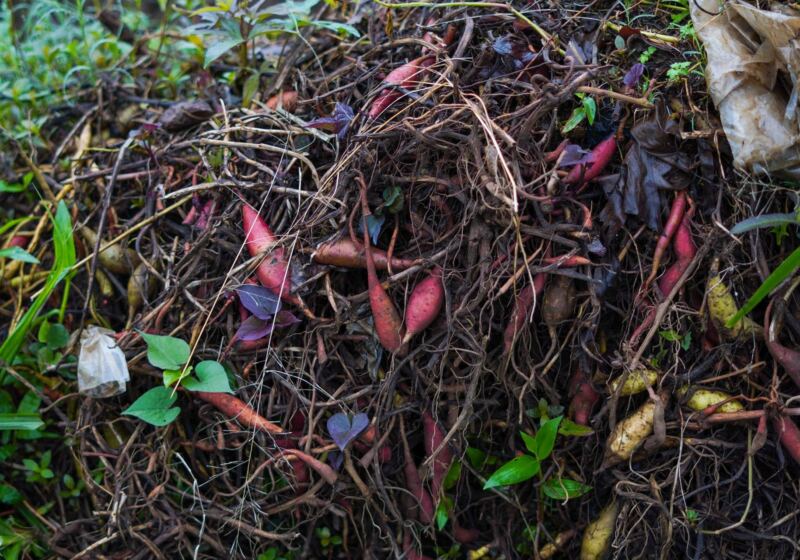 Pile of cleared brush and dead plants