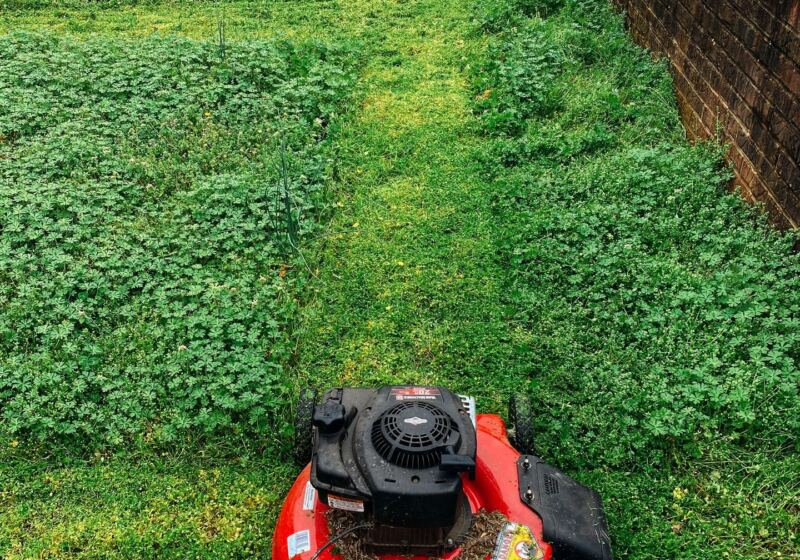 Overgrown backyard before work started