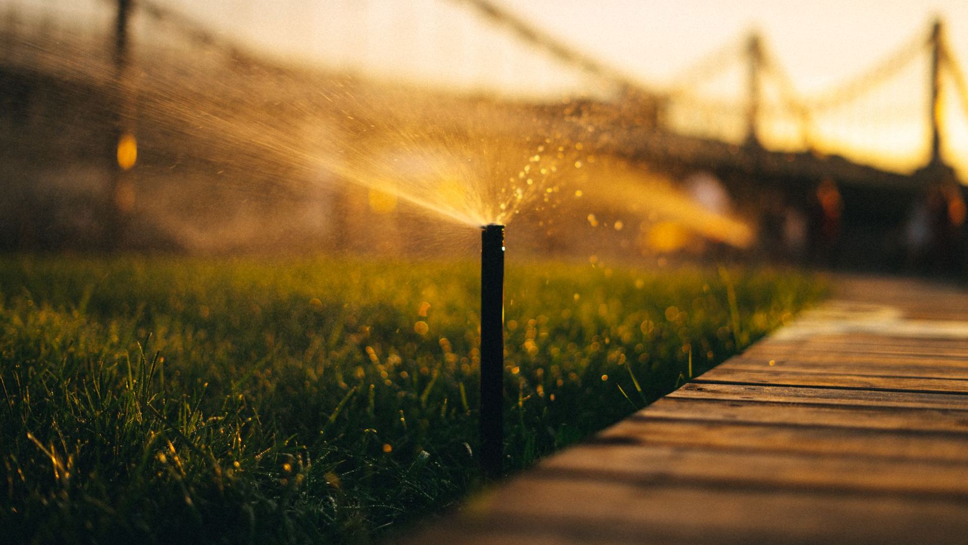 Sprinkler head watering a lawn at sunset