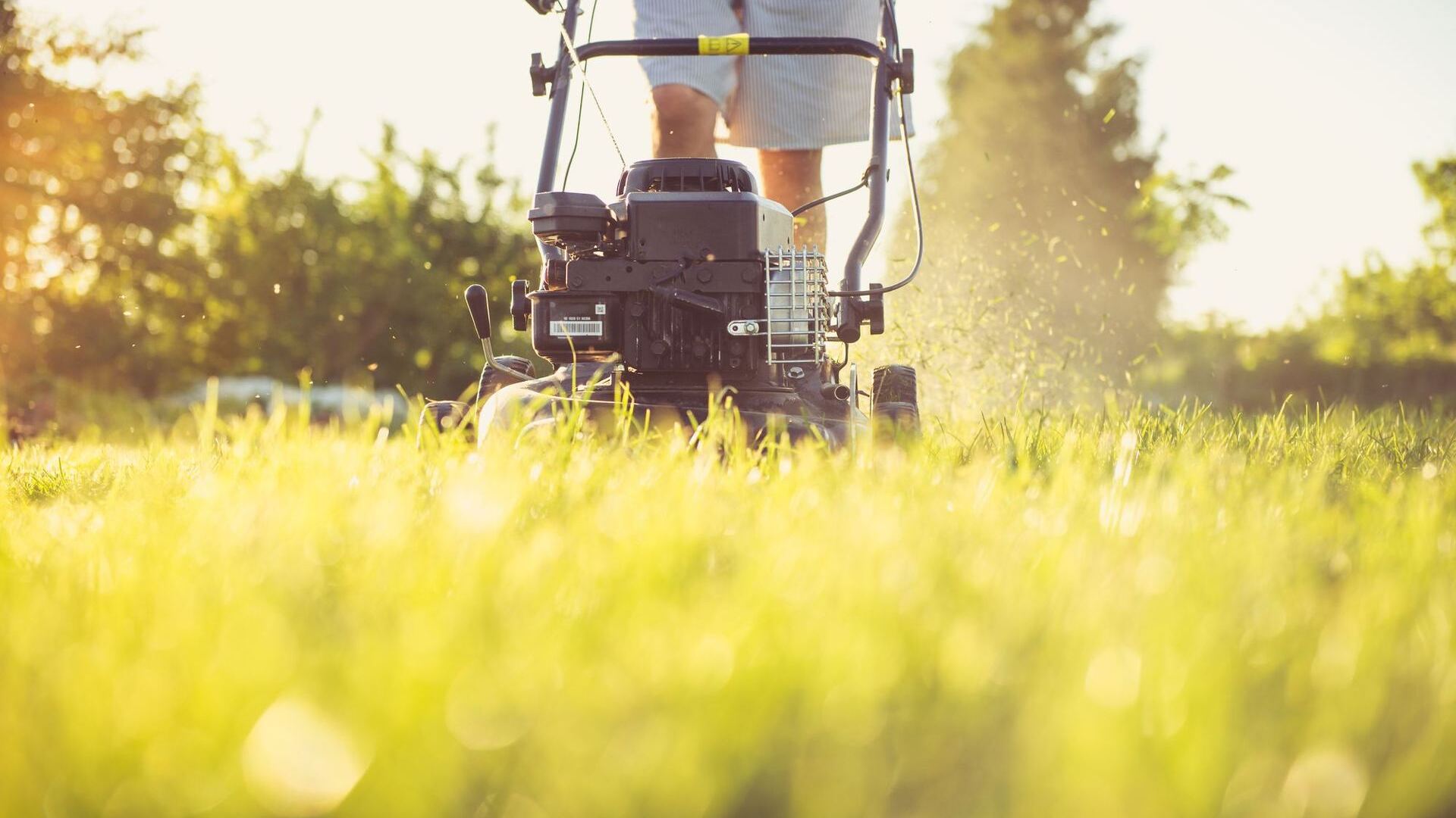 Lawn mower cutting grass in golden evening light