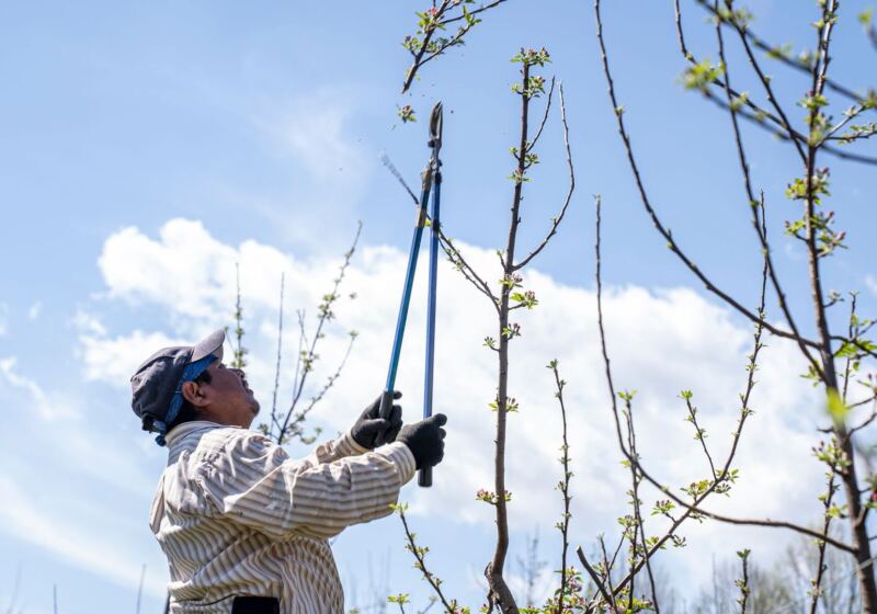 Arborist pruning a tree against a blue sky