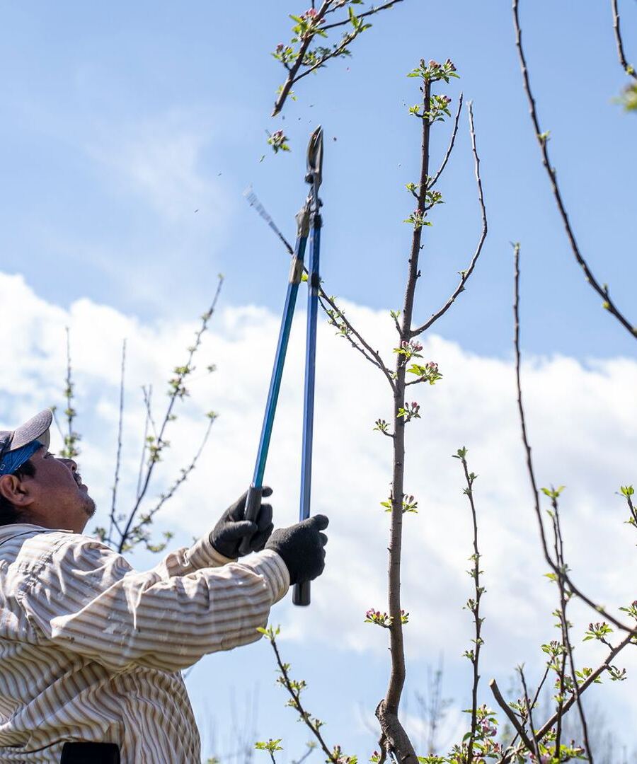 Arborist pruning a tree against a blue sky