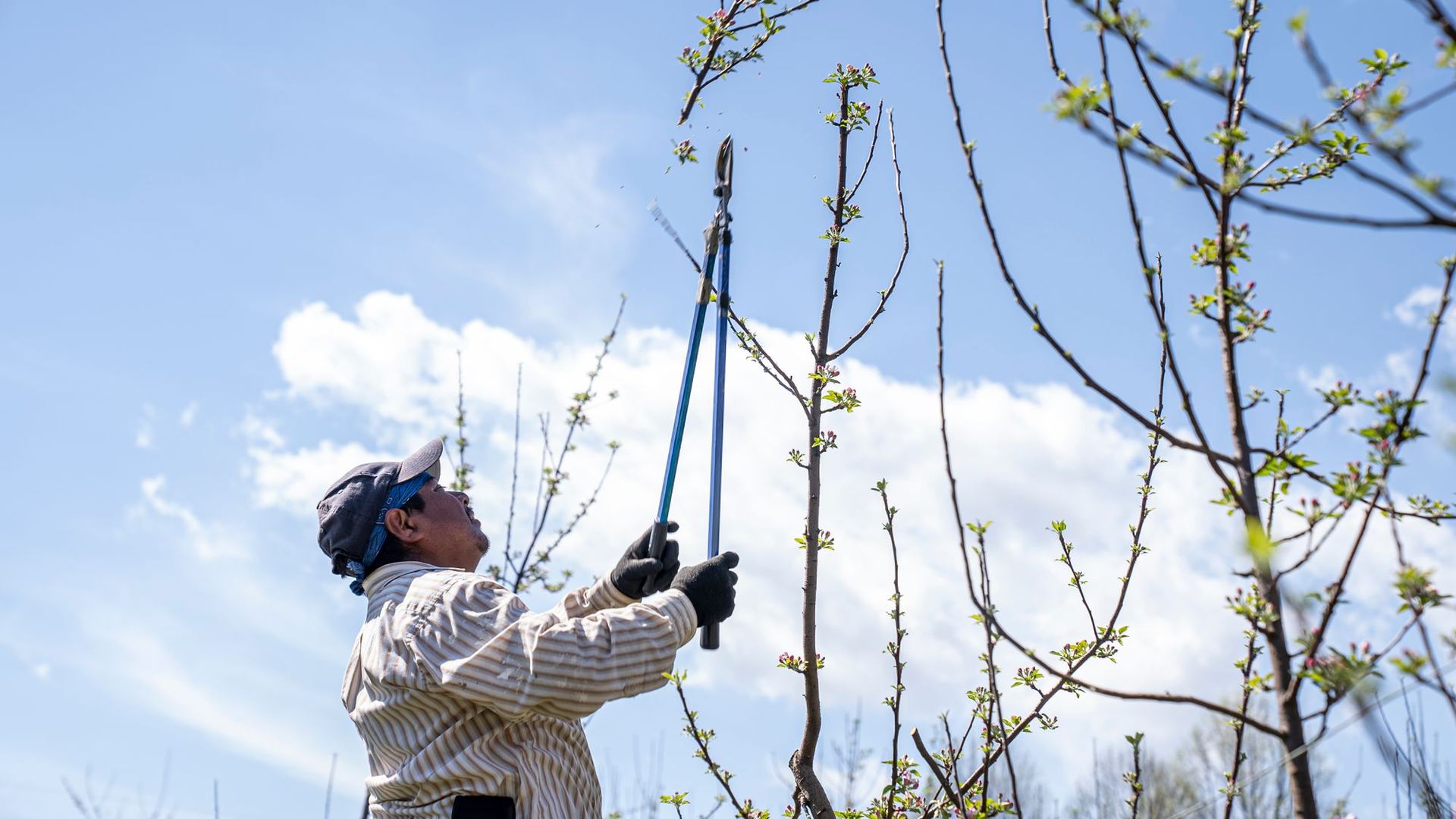 Arborist pruning a tree against a blue sky